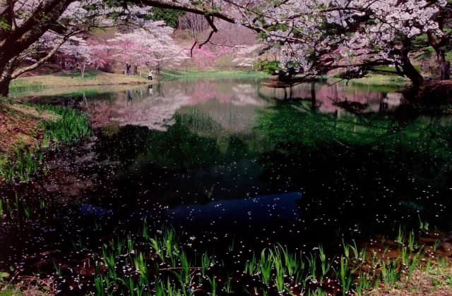 半田山の桜
