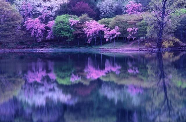 半田山の桜