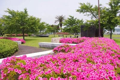 ときわ公園／つつじ1