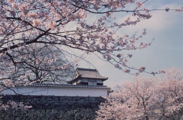 Sakura at Maizuru Park