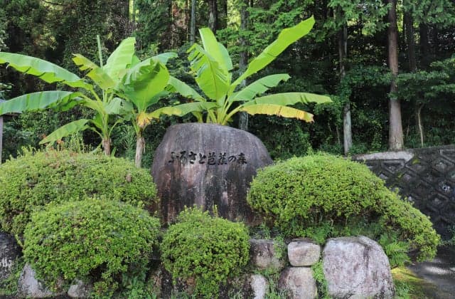 Oldness and Bashonomori Park