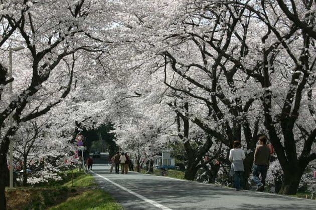 Spring Jogatani-tsutsumi
