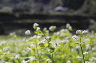 Buckwheat flower