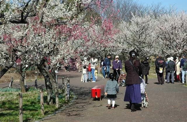 Fuchu City Local Forest Museum Plum Festival
