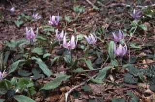 Jakuchiyama Katakuri Flower