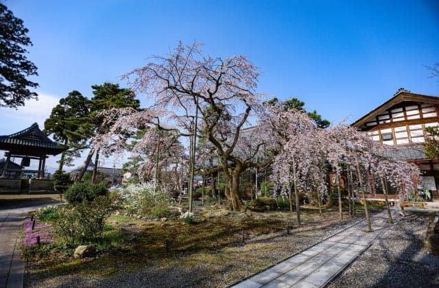 Cherry blossoms at Daiho-ji Temple ①