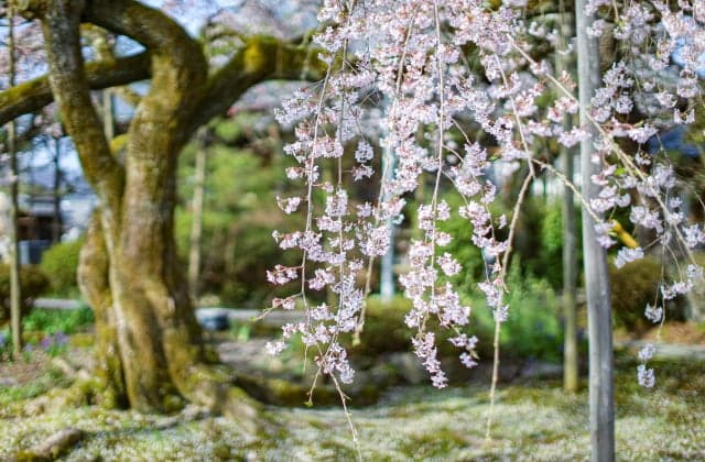Cherry blossoms at Daiho-ji Temple ②