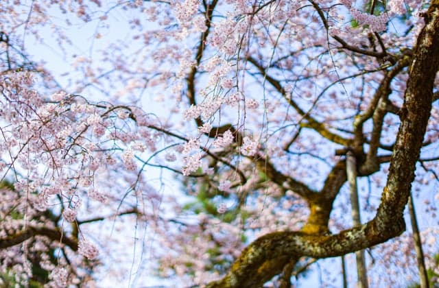 Cherry blossoms at Daiho-ji Temple ③
