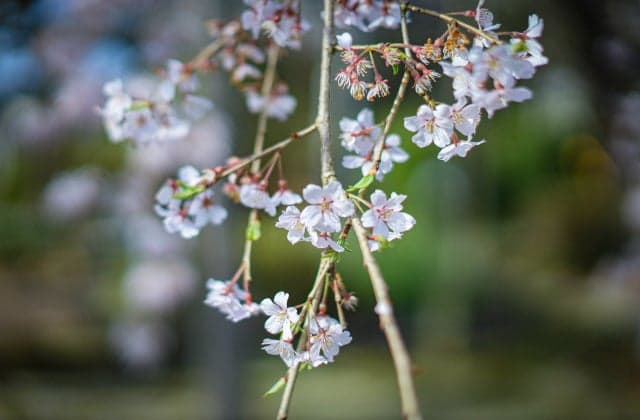 Cherry blossoms at Daiho-ji Temple ④