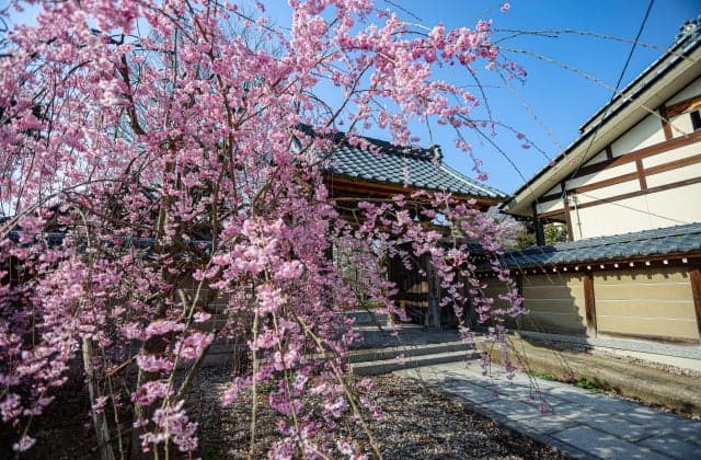 Cherry blossoms at Daiho-ji Temple ⑤