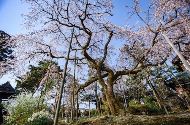 Cherry blossoms at Daiho-ji Temple ⑥