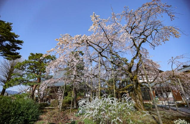 Cherry blossoms at Daiho-ji Temple ⑦