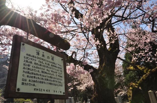 清水の桜