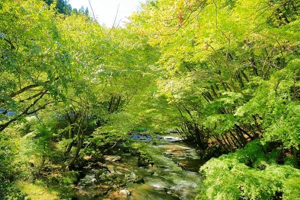 Fresh Green Waterfall
