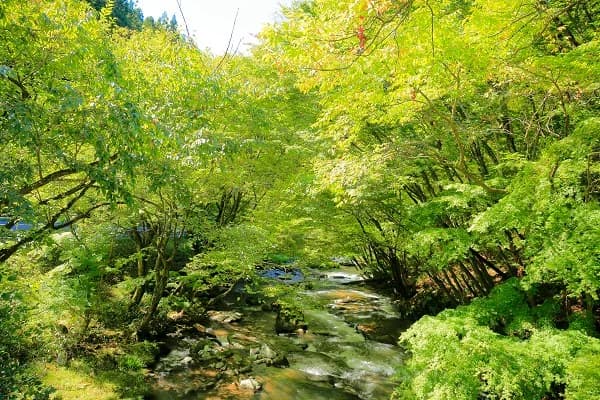 Fresh Green Waterfall