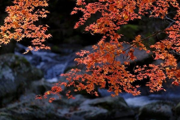 Autumn Leaves of Godaki Falls