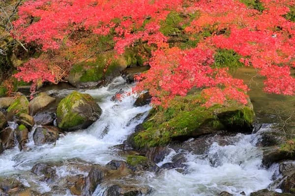 Autumn Leaves 2