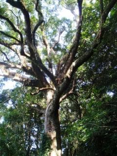 Kusu primeval forest in Akaike