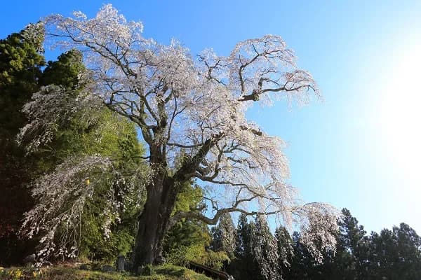 Weeping cherry blossoms
