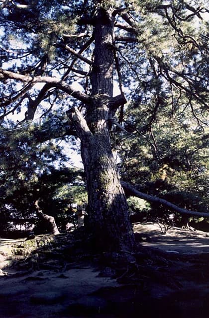 The pine tree of the Ando family's lightning rod