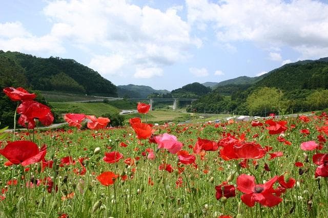 Poppy