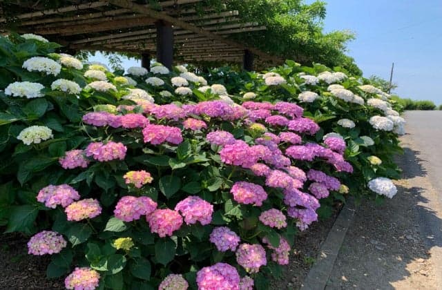 Near the top of Mount Sangane wisteria trellis