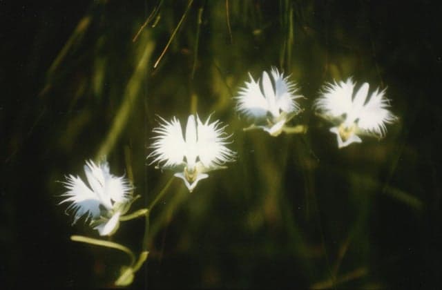 Kawaminami Wetland Plant Community