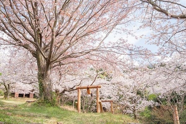 Cherry blossoms at Toriya Shiroyama Park