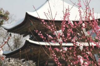 Kozan-koen Park Plum 2