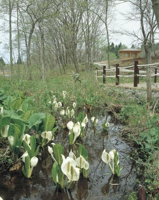 野草園のミズバショウ