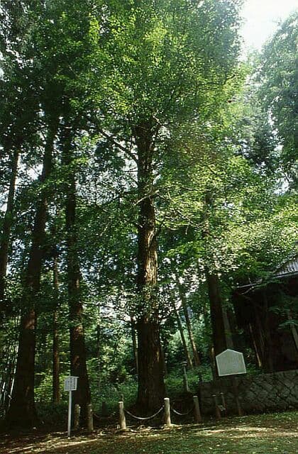 Ginkgo with leaves of Sugimori Shrine