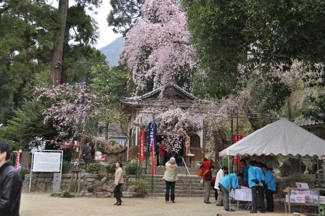 In spring, weeping cherry blossoms in the precincts bloom.