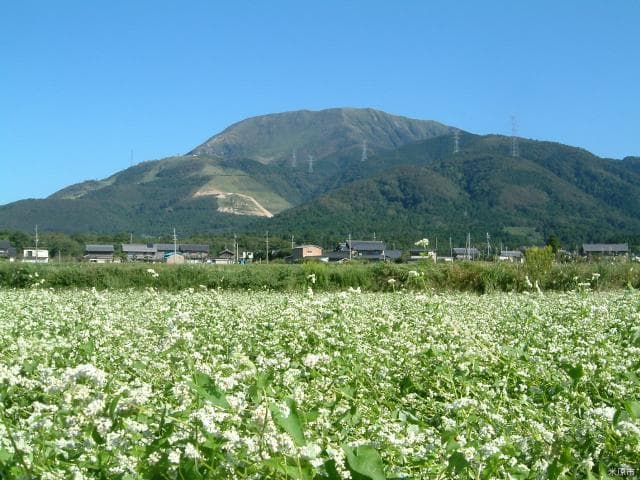 Ibukiyama and soba field