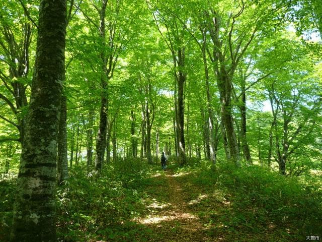 Ryugamori Beech Forest