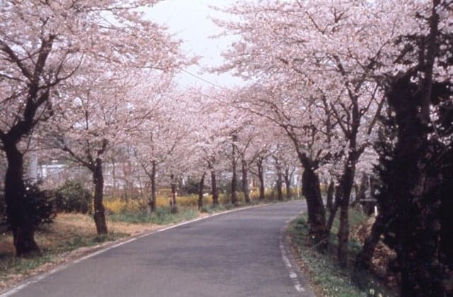 Cherry Blossoms in Tai Hirayama