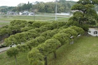 Peacock pine