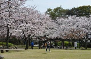 Cherry blossoms at Kiyosu Park