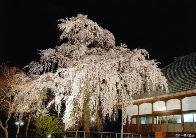 Weeping cherry blossoms at Jigenji Temple