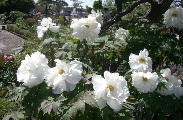 Button at Machida Botanen Garden