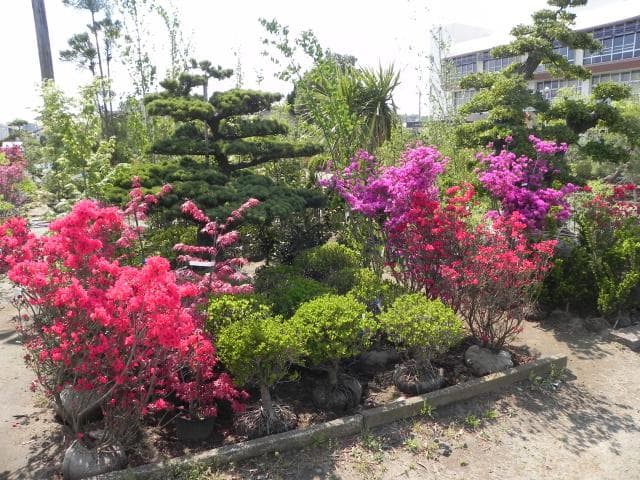 Plant exhibition and sale