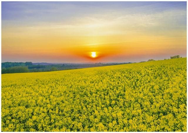 Rape field