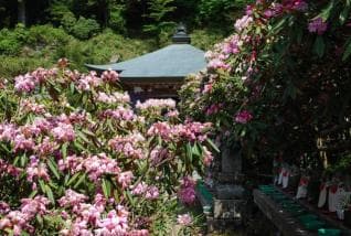 Yokominedera Ishikusuhana