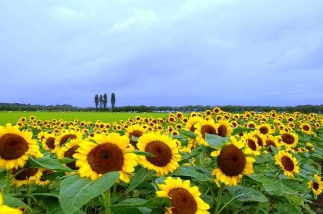 風車のひまわりガーデン
