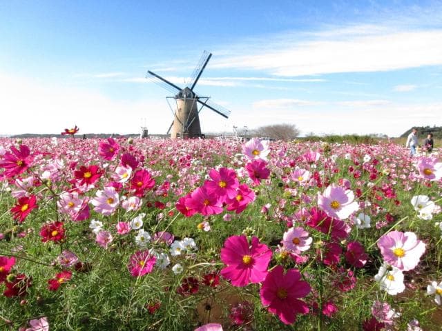 風車とコスモス（10月）