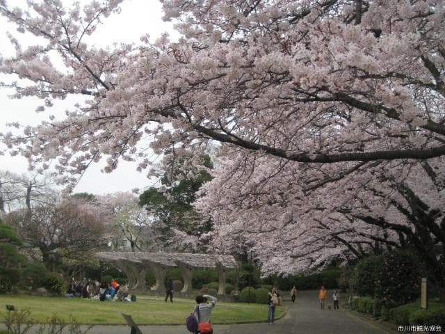 Cherry blossoms at Satomi Park