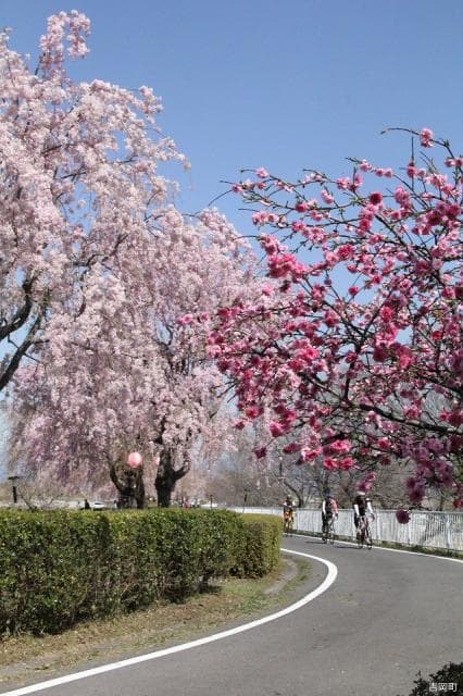 Urushihara Weeping Cherry Trees