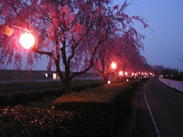 Urushihara Weeping Cherry Trees (Night Cherry Blossoms)