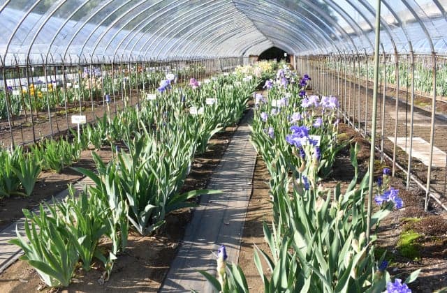 Ayame Ishibashi Garden