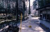 Fuji trout field