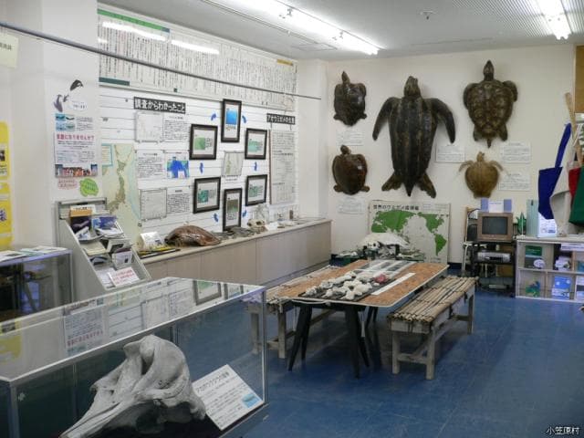 小笠原海洋センター